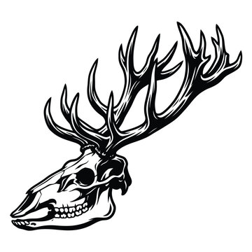 Deer Skull with Large Antlers Illustration.