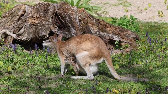 The agile wallaby, Macropus agilis also known as the sandy wallaby is a species of wallaby found in northern Australia and New Guinea. Mother with baby. 