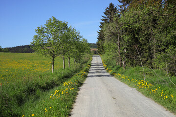 Obraz premium A hiking trail lined with dandelions in Hammerunterwiesenthal – Ore Mountains, Saxony, Germany.