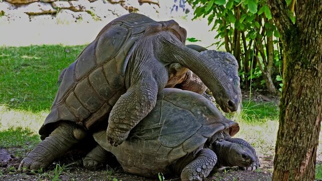 Mating behavior of the Aldabra giant tortoise (Aldabrachelys gigantea) on Curieuse island (the site of a successful wild tortoise conservation program) of Praslin island in the Seychelles