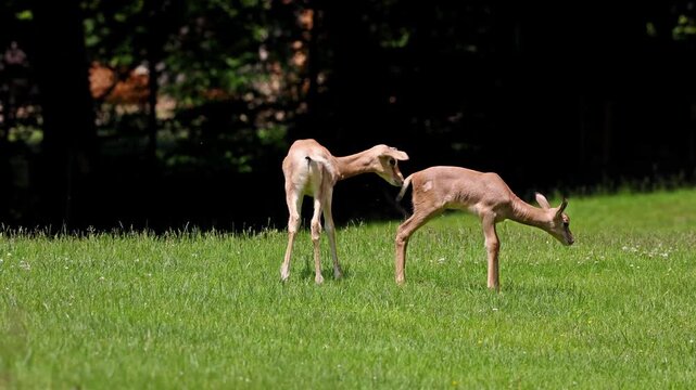 Dama gazelle Baby. Gazella dama mhorr or mhorr gazelle is a species of gazelle. Lives in Africa in the Sahara desert and the Sahel.