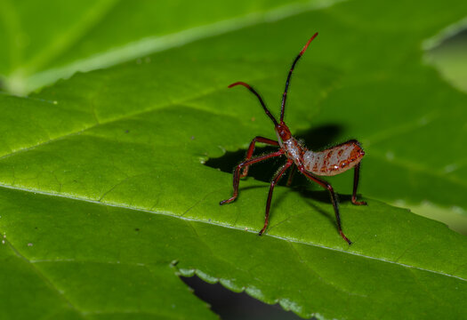 Macro photograph of an assassin bug nymph on a green leaf