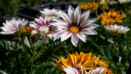 Jolies fleurs dans une fête des plantes au printemps © aquaphoto