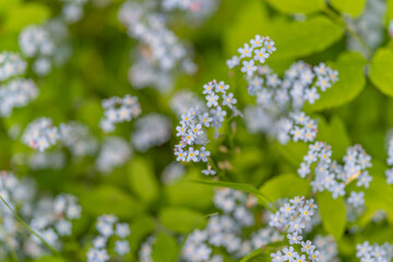 Fototapeta premium Blue micro flowers. Macro shot showcasing delicate blue flowers and green foliage. Intimate perspective capturing dewcovered blue myosotis blossoms on lush green leaves