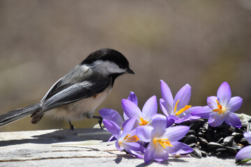 A titmouse in the garden in spring, Sainte-Apolline, Québec Canada © Claude Laprise