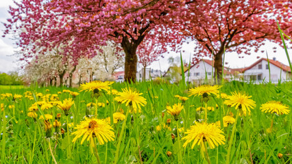 Fototapeta premium Colorful flowers bloom in a park with trees and houses in the background during springtime