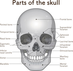 頭蓋骨の各部名称 Names of the parts of the skull © 川本まる