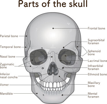 頭蓋骨の各部名称 Names of the parts of the skull