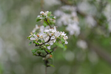Fototapeta premium Bright apple blossoms adorned with dew and vibrant moss accents. Freshly picked flowers featuring dewcovered petals alongside rich green moss and vibrant blossoms