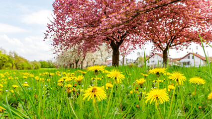 Fototapeta premium Blooming flowers and trees in springtime scene with colorful plants and bright sunlight in a green field