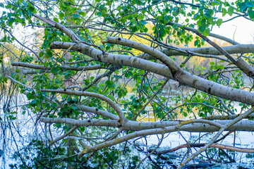 Fototapeta premium swampy bogged river, Fallen tree trunk lying green algae covered pond surrounded foliage, Traces animal architecture, natural engineering untouched wilderness, wild forest stream, overhanging branches