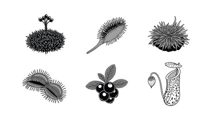 Carnivorous plants and berries vector illustration icons venus flytrap pitcher © NorStock