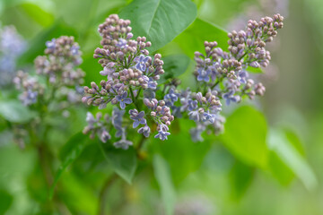 Obraz premium Close shot of lilac flower cluster. Soft focus on purple lilac bud group in morning light. Detailed image of lilac buds with green background and gentle lighting