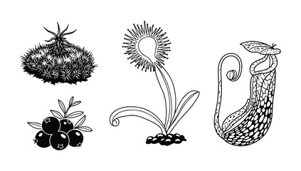 Carnivorous plant and forest berry vector illustration set featuring venus flytrap pitcher plant and wild fruit for botanical study © NorStock