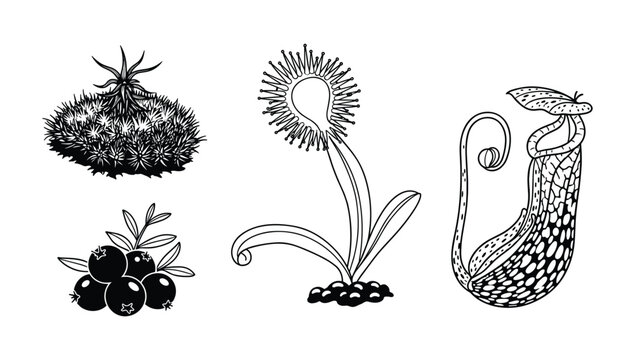 Carnivorous plant and forest berry vector illustration set featuring venus flytrap pitcher plant and wild fruit for botanical study