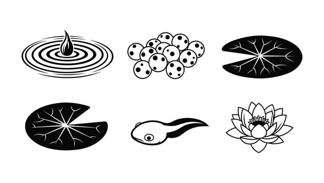 Pond life cycle elements frog eggs tadpole lotus flower and lily pads illustration