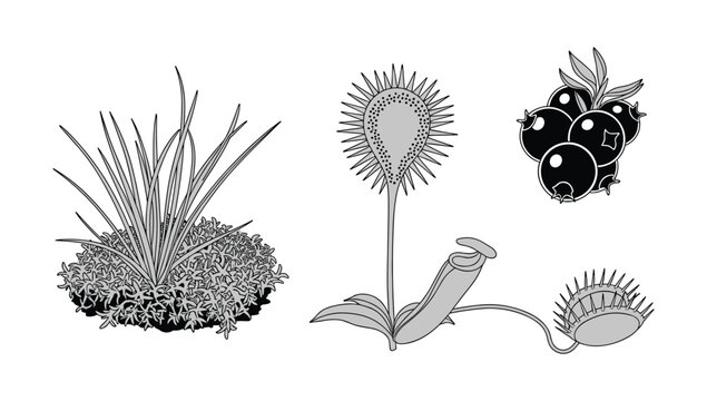 Carnivorous plant illustration with sundew blueberries and venus flytrap variations