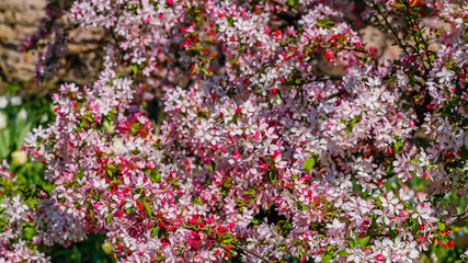 Obraz premium Cherry blossoms bloom in springtime garden with vibrant colors and fresh green leaves in warm sunlight