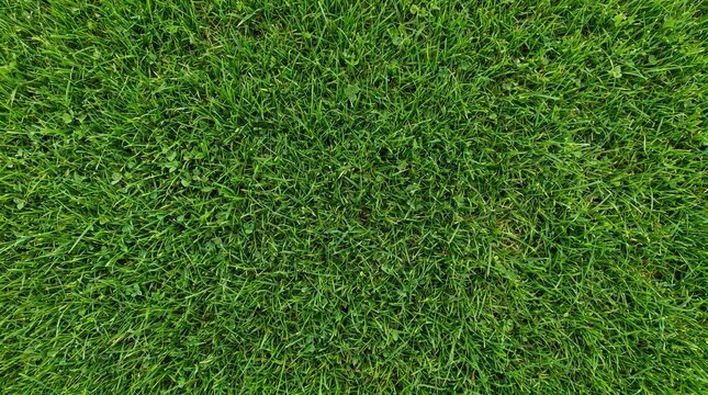Vibrant green grass blades forming a dense, healthy lawn texture from an overhead perspective, showcasing natural beauty.
