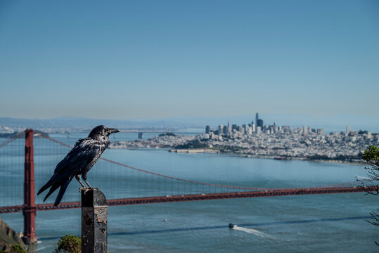 Gro&szlig;er Rabe im Vordergrund mit der Golden Gate Bridge in San Francisco im Hintergrund