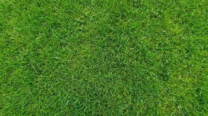 Obraz premium A vibrant, lush green grass texture seen from directly above, showcasing the dense and healthy blades of a well-maintained lawn or field.