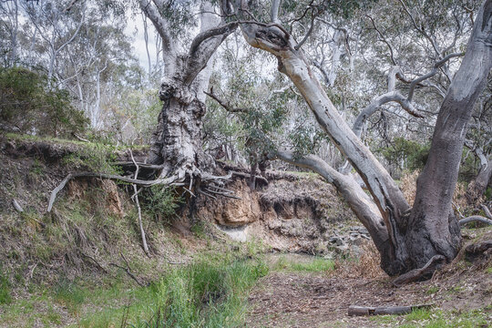 Gum trees along the Moonee Ponds Creek, Woodlands Historic Park, Greenvale