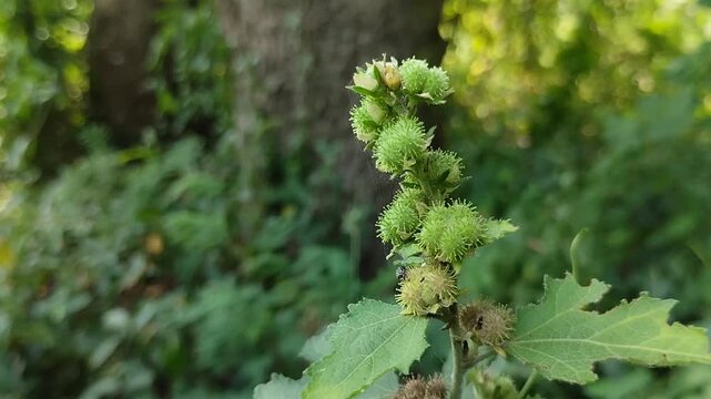 Xanthium strumarium or cocklebur, is a plant with sharp thorns. Although known as a weed, its herbal properties are effective in relieving headaches and nasal congestion.