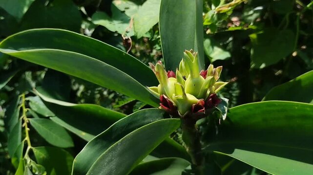Costus spicatus or Pacing Pentul flower bud. Tropical medicinal plant
