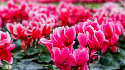 Obraz premium Colorful pink flowers grow in a garden with many plants in a sunny location during springtime