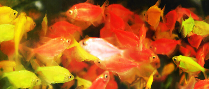 Many different colorful glofishes close up.
