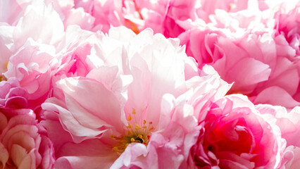 Obraz premium Bright pink flowers fill the space in a garden during springtime