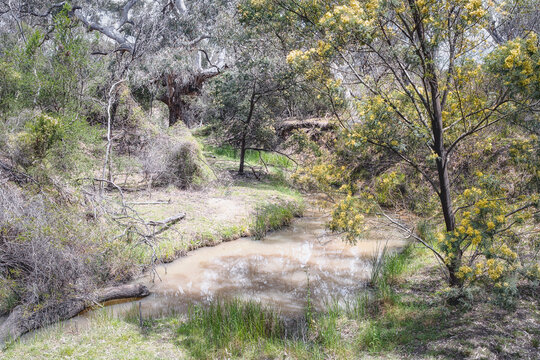 Gum trees along the Moonee Ponds Creek, Woodlands Historic Park, Greenvale