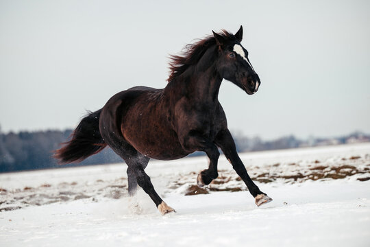Kaltblut im Schnee