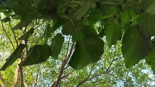 A low-angle video showing large green leaves swaying gently against a bright, blurry tree backdrop.