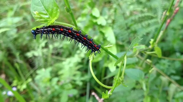 caterpillar or larva of the autumn leaf butterfly (Doleschallia bisaltide), larvae are black, with two rows of dorsal white spots. Head with a pair of branched spines; rest of the segments with a dors