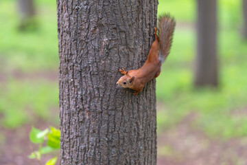 Fototapeta premium Little red squirrel. Early morning scene showing curious red squirrel clinging tightly. Vivid image of red squirrel in early light exploring textured tree bark in nature