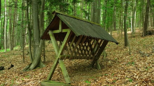 Wooden animal feeder under a roof in a deep green forest.
