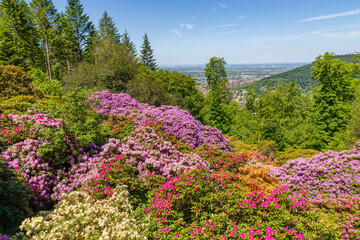Obraz premium Colorful flowers bloom on hills with a view of the valley and city below in spring