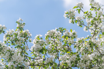 Fototapeta premium Calming springtime blossoms bathed in soft luminous hues create relaxation. White flowers provide calming spring environment through gentle colors and soothing light atmosphere