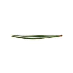Fototapeta premium Two pine needles with stem
