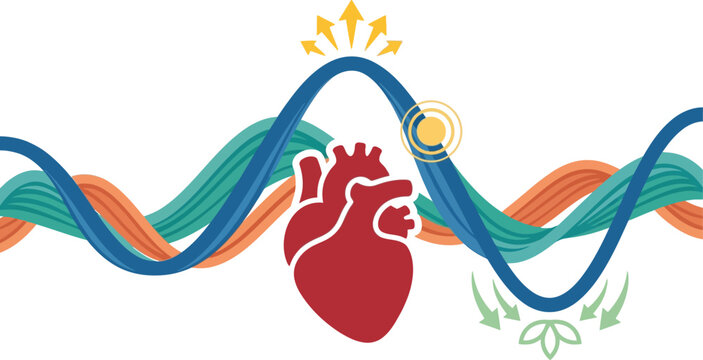 Heart anatomy is depicted with stylized colorful wave patterns to represent cardiovascular rhythm and physiological health.