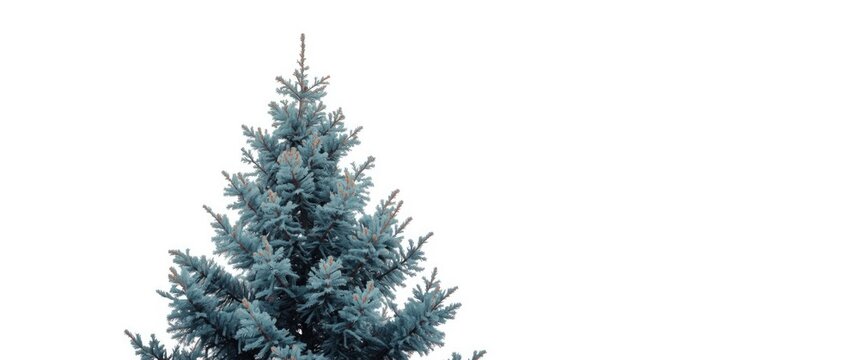 Blue Spruce Tree Front View Isolated on White, Fresh and Vibrant