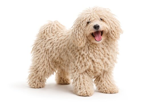 Playful curly coated puli dog in cheerful stance on white scene