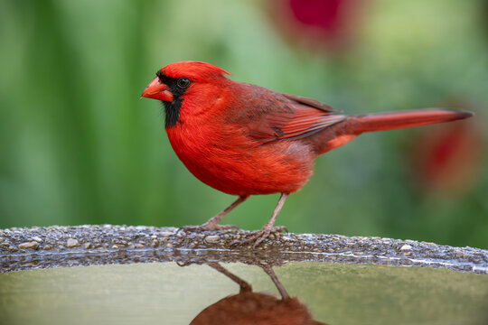 Male Northern Cardinal Perched on a Birdbath in Louisiana Garden in Early Spring