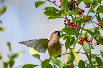 Cedar Waxwing Eating Berries in American Holly Tree © Bonnie Taylor Barry 
