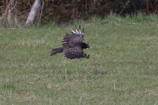 Black Angus cattle and Turkey vultures infringing on pasture upsetting cows