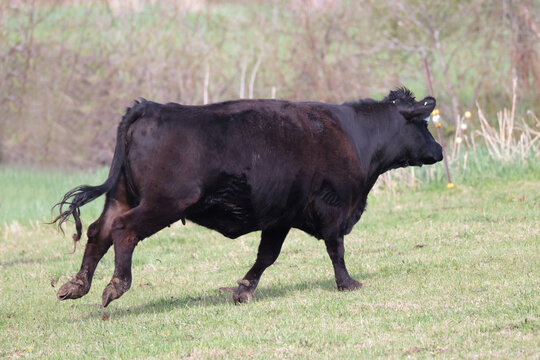 Black Angus cattle and Turkey vultures infringing on pasture upsetting cows