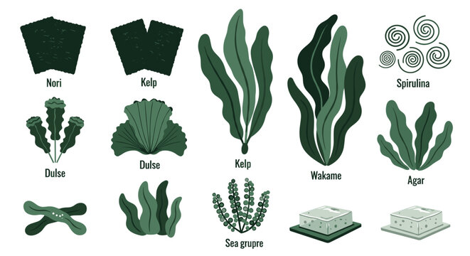 Seaweed types and spirulina.