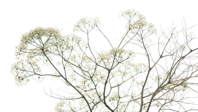 Bright white backdrop featuring Acmella oleracea flower clusters and extended branches