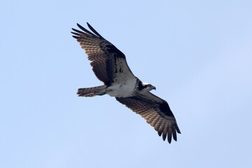 Fototapeta premium Osprey flying over lake